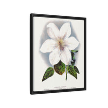 Clematis flower lithograph. Digitally enhanced from our own original 1900 edition plates of Botanical Specimen published by Rochester Lithographing