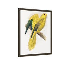 Golden or Queen Bavaria's Parrot (Guaruba guarouba) colored wood-engraved plate by Alexander Francis Lydon.