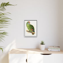 Dufresne's Amazon (Amazona dufresniana) colored wood-engraved plate by Alexander Francis Lydon
