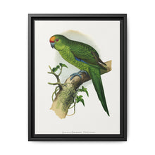Golden-Crowned Parrakeet (Cyanoramphus auriceps) colored wood-engraved plate by Alexander Francis Lydon - NOMADEN ART GALLERY