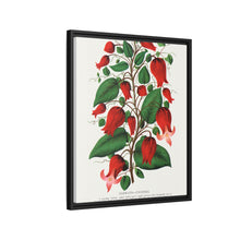 Prunus Triloba flower lithograph. Digitally enhanced from our own original 1900 edition plates of Botanical Specimen published by Rochester Lithographing