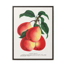 Vermont Beauty pear lithograph. Digitally enhanced from our own original 1900 edition plates of Botanical Specimen published by Rochester Lithographing - NOMADEN ART GALLERY