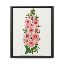Prunus Triloba flower lithograph. Digitally enhanced from our own original 1900 edition plates of Botanical Specimen published by Rochester Lithographing - NOMADEN ART GALLERY