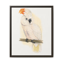 Great Salmon-Crested Cockatoo (CACATUA MOLUCCENSIS) colored wood-engraved plate by Alexander Francis Lydon. - NOMADEN ART GALLERY