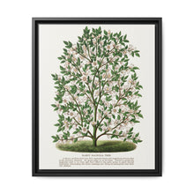 Hardy Magnolia tree lithograph. Digitally enhanced from our own original 1900 edition plates of Botanical Specimen published by Rochester Lithographing - NOMADEN ART GALLERY