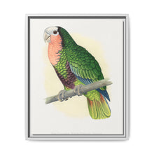 Red-Throated White-Fronted Amazon (Amazona leucocephala) colored wood-engraved plate by Alexander Francis Lydon. - NOMADEN ART GALLERY