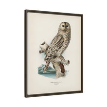 Strix uralensis ♀ illustrated by the von Wright brothers from our own 1929 folio version of Svenska Fåglar Efter Naturen Och Pa Sten Ritade - NOMADEN ART GALLERY