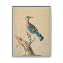 Coracias Benghalensis by Sarah Stone - NOMADEN ART GALLERY