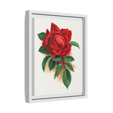 Red rose, Alfred Colomb lithograph. Digitally enhanced from our own original 1900 edition plates of Botanical Specimen published by Rochester Lithographing