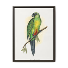 Masked Parrakeet (Prosopeia personata) colored wood-engraved plate by Alexander Francis Lydon
