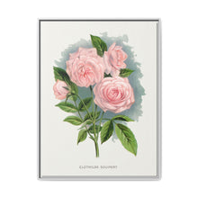 Pink rose, Clothilde Soupert lithograph. Digitally enhanced from our own original 1900 edition plates of Botanical Specimen published by Rochester Lithographing - NOMADEN ART GALLERY