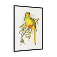 Orange-Bellied Parrakeet (Neophema chrysogaster) colored wood-engraved plate by Alexander Francis Lydon.