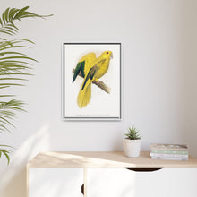 Golden or Queen Bavaria's Parrot (Guaruba guarouba) colored wood-engraved plate by Alexander Francis Lydon.