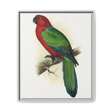 Red Shining Parrakeet (Prosopeia tabuensis) colored wood-engraved plate by Alexander Francis Lydon - NOMADEN ART GALLERY