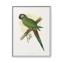 llliger's Macaw (Primolius maracana) colored wood-engraved plate by Alexander Francis Lydon - NOMADEN ART GALLERY