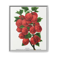 Industry Gooseberry lithograph. Digitally enhanced from our own original 1900 edition plates of Botanical Specimen published by Rochester Lithographing - NOMADEN ART GALLERY
