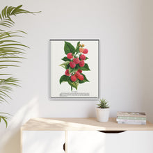 Cuthbert raspberry lithograph. Digitally enhanced from our own original 1900 edition plates of Botanical Specimen published by Rochester Lithographing