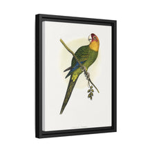 Carolina Parrot (Conuropsis carolinensis) colored wood-engraved plate by Alexander Francis Lydon.