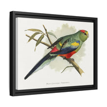 Many-Coloured Parrakeet (Psephotellus varius) colored wood-engraved plate by Alexander Francis Lydon