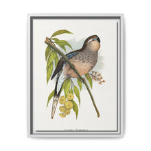 Bourke's Parrakeet (Neopsephotus bourkii) colored wood-engraved plate by Alexander Francis Lydon. - NOMADEN ART GALLERY