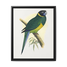 Bauer's Parrakeet (Barnardius zonarius) colored wood-engraved plate by Alexander Francis Lydon. - NOMADEN ART GALLERY