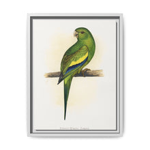Canary-Winged Conure ( Brotogeris versicolurus) colored wood-engraved plate by Alexander Francis Lydon - NOMADEN ART GALLERY