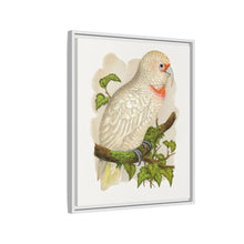 Placa xilográfica coloreada de cacatúa de pico fino (Cacatua tenuirostris) de Alexander Francis Lydon.