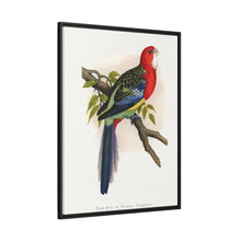 Rose-Hill or Rosella Parrakeet (Platycercus eximius) colored wood-engraved plate by Alexander Francis Lydon
