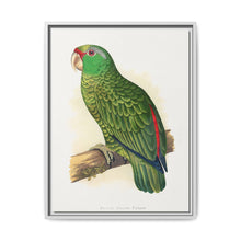 Many-Coloured Parrakeet (Psephotellus varius) colored wood-engraved plate by Alexander Francis Lydon - NOMADEN ART GALLERY