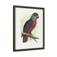 Dusky or Violet Parrot (Pionus fuscus) colored wood-engraved plate by Alexander Francis Lydon.