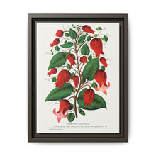 Prunus Triloba flower lithograph. Digitally enhanced from our own original 1900 edition plates of Botanical Specimen published by Rochester Lithographing - NOMADEN ART GALLERY
