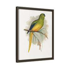Elegant Parrakeet (Neophema elegans) colored wood-engraved plate by Alexander Francis Lydon