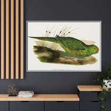 Green Ground Parrot (Pezoporus wallicus) colored wood-engraved plate by Alexander Francis Lydon