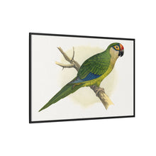 Golden-Crowned Conure (Aratinga auricapillus) colored wood-engraved plate by Alexander Francis Lydon