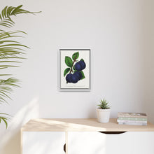 Niagara plum lithograph. Digitally enhanced from our own original 1900 edition plates of Botanical Specimen published by Rochester Lithographing
