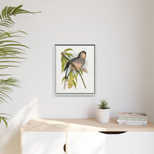 Bourke's Parrakeet (Neopsephotus bourkii) colored wood-engraved plate by Alexander Francis Lydon.