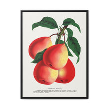 Vermont Beauty pear lithograph. Digitally enhanced from our own original 1900 edition plates of Botanical Specimen published by Rochester Lithographing - NOMADEN ART GALLERY