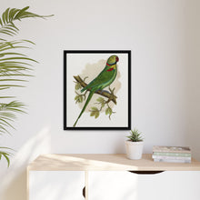 Alexandrine Parakeet (Psittacula eupatria) colored wood-engraved plate by Alexander Francis Lydon.