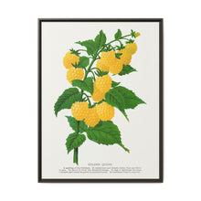 Golden queen raspberry lithograph. Digitally enhanced from our own original 1900 edition plates of Botanical Specimen published by Rochester Lithographing - NOMADEN ART GALLERY