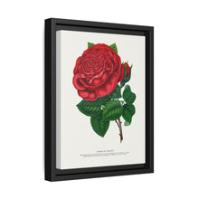 Red rose, American Beauty lithograph. Digitally enhanced from our own original 1900 edition plates of Botanical Specimen published by Rochester Lithographing - NOMADEN ART GALLERY