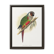 White-Eared Conure (Pyrrhura leucotis) colored wood-engraved plate by Alexander Francis Lydon - NOMADEN ART GALLERY