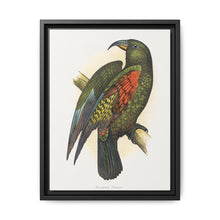 Mountain Parrot (Nestor notabilis) colored wood-engraved plate by Alexander Francis Lydon - NOMADEN ART GALLERY