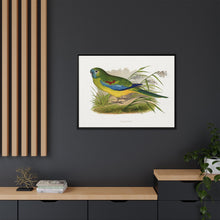 Turquoisine (Neophema pulchella) colored wood-engraved plate by Alexander Francis Lydon