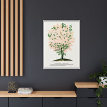 Purple Fringe tree lithograph. Digitally enhanced from our own original 1900 edition plates of Botanical Specimen published by Rochester Lithographing