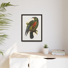 Mountain Parrot (Nestor notabilis) colored wood-engraved plate by Alexander Francis Lydon