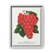 Vergennes grape lithograph. Digitally enhanced from our own original 1900 edition plates of Botanical Specimen published by Rochester Lithographing - NOMADEN ART GALLERY