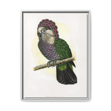 Hawk-Headed Parrot (Deroptyus accipitrinus) colored wood-engraved plate by Alexander Francis Lydon. - NOMADEN ART GALLERY
