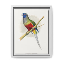 Blue Bonnet Parrakeet (Northiella haematogaster) colored wood-engraved plate by Alexander Francis Lydon. - NOMADEN ART GALLERY