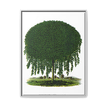 Kilmarnock Weeping Willow tree lithograph. Digitally enhanced from our own original 1900 edition plates of Botanical Specimen published by Rochester Lithographing - NOMADEN ART GALLERY