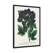 Wachusett Blackberry Lithograph | Vintage Botanical Wall Art